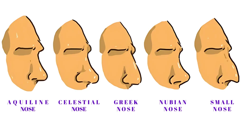 Side profile of different nose shapes, including Roman, Aquiline, and Button noses