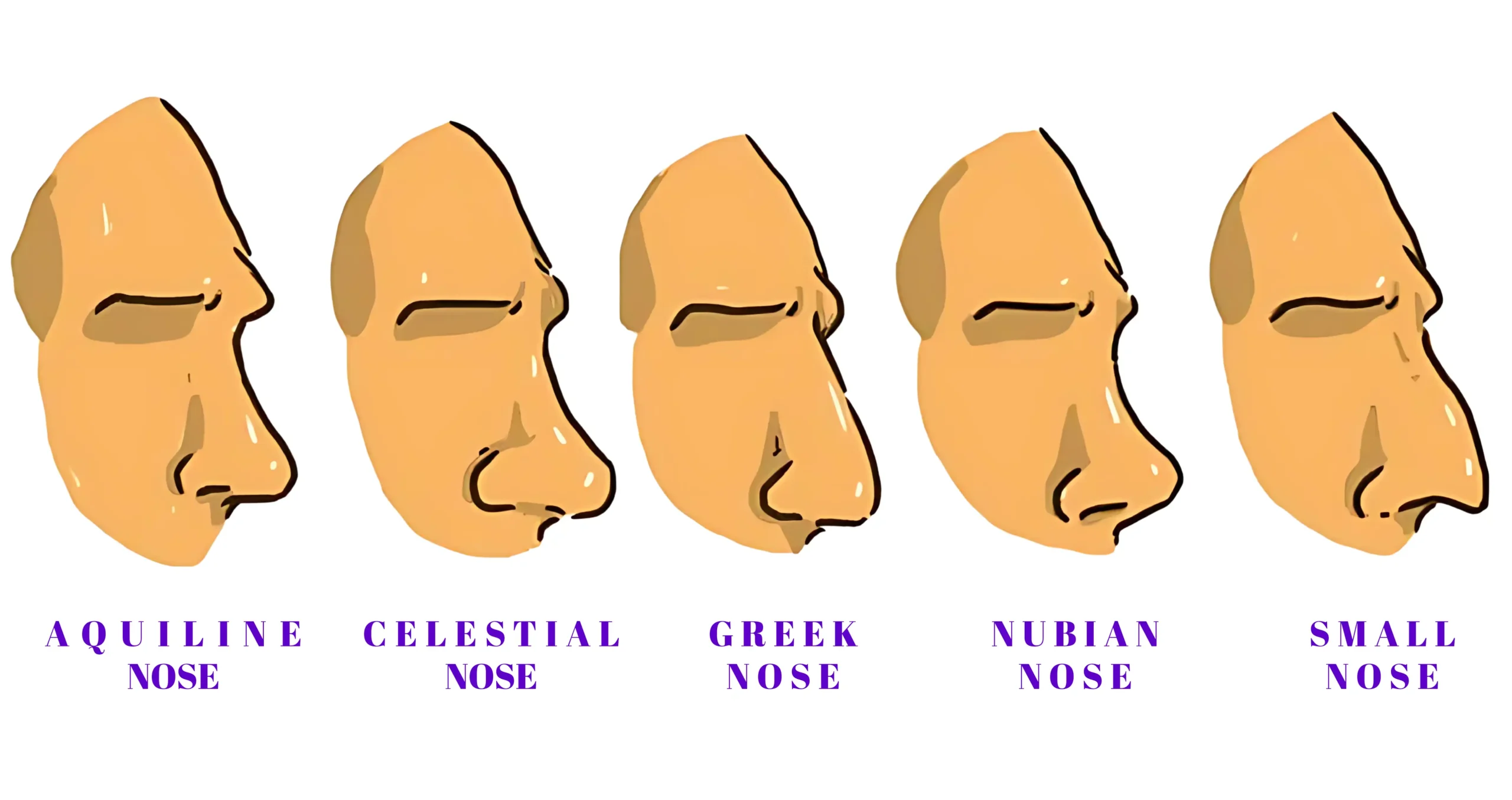 Side profile of different nose shapes, including Roman, Aquiline, and Button noses