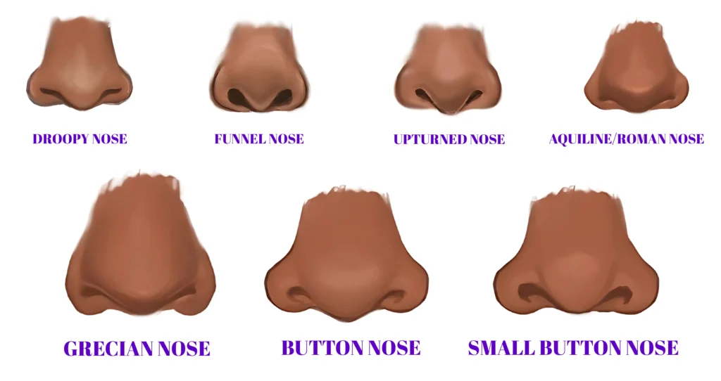 Comparison between eagle nose, arched nose, and hooked nose shapes.